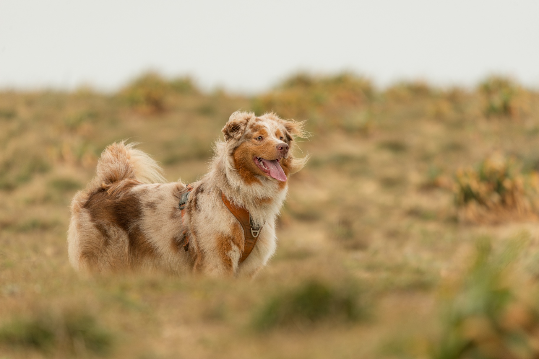 Portrait de chien réalisé par un photographe animalier dans le Sud-Ouest