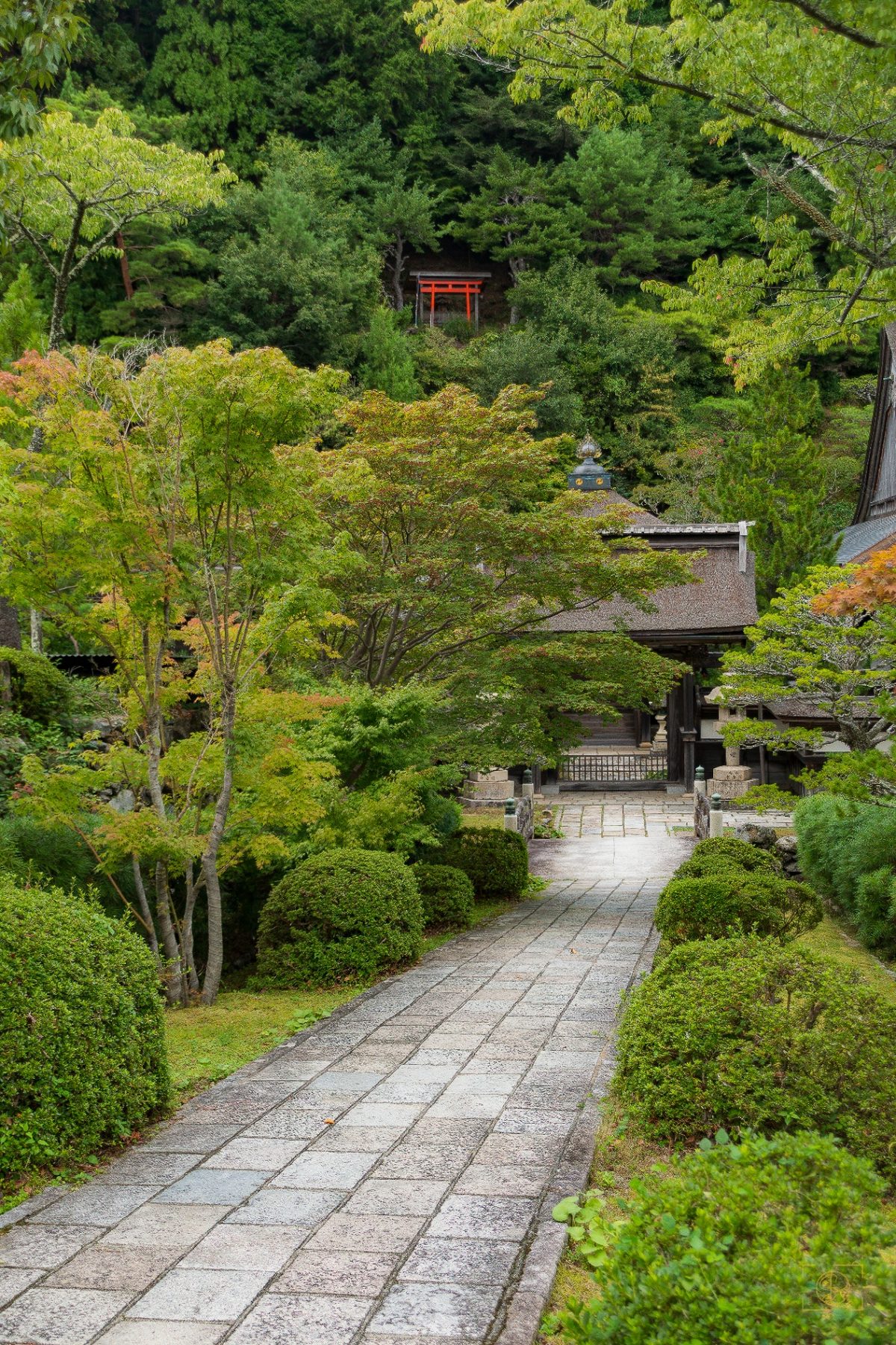 Mont Koya, Japon — collection Japon vertical — Sanctuaires mystérieux cachés au cœur de la forêt — tirage d'art photographique en édition limitée par Sébastien Pontico